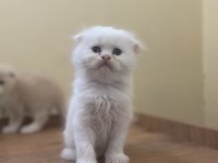 45 günlük scottish fold erkek kırık kulak