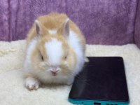 Cüce Netherland Dwarf Tavşan Yavrularımız