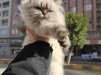 British longhair dişi