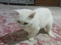 Beyaz Renkli British Shorthair
