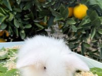 Hollanda Teddy Lop Tavşanı Yavrular