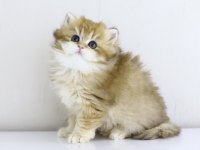 Teslime hazır tontik british longhair yavrular
