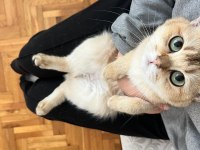 Tüm Aşıları TAM British Shorthair