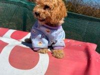 Tüm aşıları bitmiş son 2 kardeş maltipoo