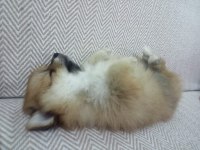 2 Aylık Pomeranian Bebeğimiz Sahiplendirilecektir