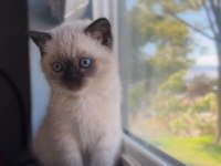 Şık Çikolata Point British Shorthair