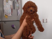 3 aylık toy poodle