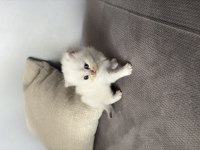 British shorthair 40 günlük erkek yavru