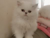 Silver point british longhair dişi