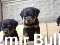 Rottweiler extrem sırbistan timittor