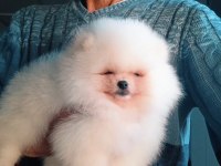 Orijinal Pomeranian Boo 3 Aylık