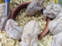 ELE ALIŞKIN YAVRU HAMSTERLAR