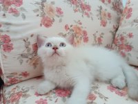 BRİTİSH BLUE POİNT PAMUK KIZIMIZ