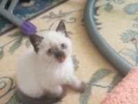 50 günlük british shorthair