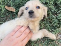Sevimli Golden Retriever Yavrular