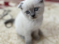 Blue Point Kedimiz Anne Baba Görseli Var