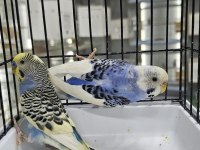ÇİFTLEŞEN ÇEK TAKIM KUŞLAR TOPLU VEYA TEK TAKIM