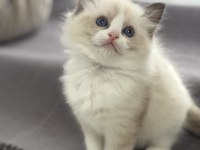 Ragdoll Yavru Kediler