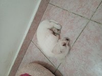 Jack russell anne malta terrier baba melez köpeğimiz