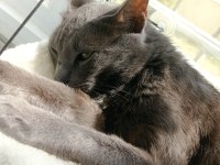 Russian blue cins kedim