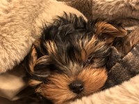 TEACUP YORKSHİRE