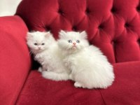 British longhair yavrularımız