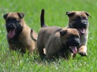 İzin belgeli üretim çiftliğinden malinois kapıda öde