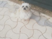 Sus köpeği
