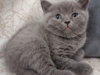 British shorthair erkek yavru