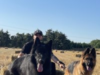 A secereli showline alman çoban yavruları