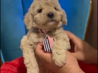 Maltipoo Yavrularımız Irk Ve Sağlık Garantili