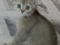 GOLDEN NY 12 ERKEK KEDİMİZ YENİ SAHİBİNİ BEKLİYOR