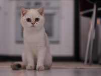 Şecereli Safkan British Shorthair Ny1133 Dişi Yavru