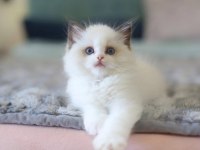 Türkiyenin En Değerli Kedisi Ragdoll