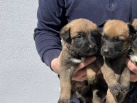 40 günlük hırs küpü Belçika malinois yavrular
