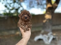 Sağlık ve ırk garantili toy poodle yavrularımız