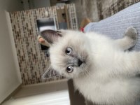 YAVRU KEDİLER