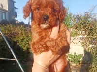 Toy Poodle Yavruları
