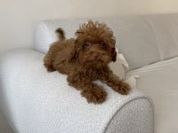 Toy poodle dişi yavru
