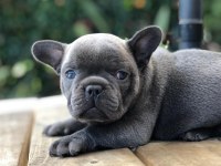 FRENCH BULLDOG YAVRULARI