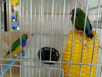 Goldin finch