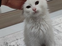 Ankara Kedisi Beyaz