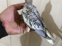 38 Günlük konuşturmalık bebek sultan papağanı