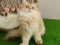Golden British Longhair Güzeller Güzeli̇ Yavrular