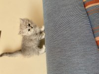 Evinizin yeni british shorthair arkadaşı