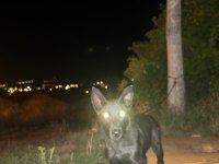 3 aylık yavru Belçika kurdu