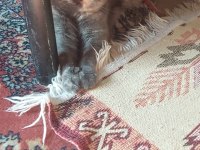 British shorthair dişi kısır kedimiz 1 yaşında