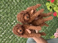A kalite sağlıklı poodle