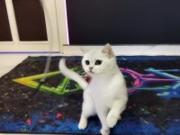 British Shorthair & Ns 11 Silver (1.5 Yaşında Prensesler)