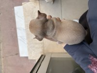1.5 aylık Orijinal Chihuahua yavruları